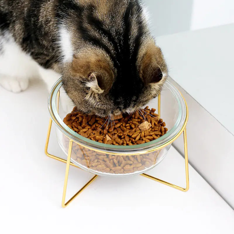 Elevated Slanted Glass Pet Bowl for Cats and Dogs