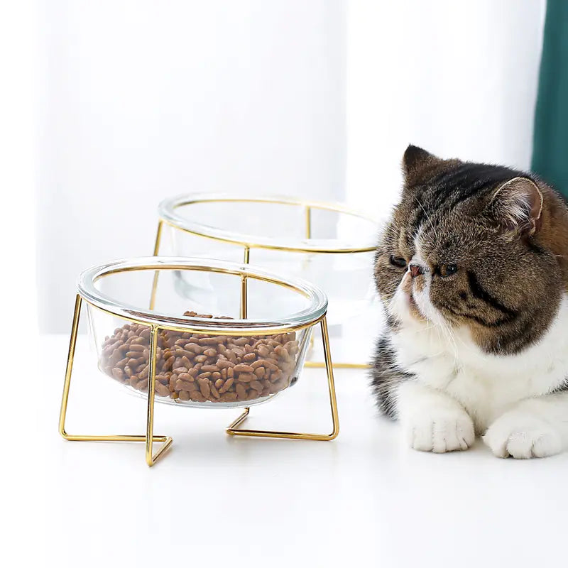 Elevated Slanted Glass Pet Bowl for Cats and Dogs