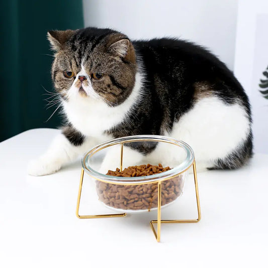 Elevated Slanted Glass Pet Bowl for Cats and Dogs